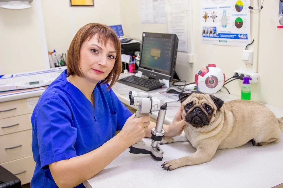 Миллион друзей ветеринарная клиника в Ярославле